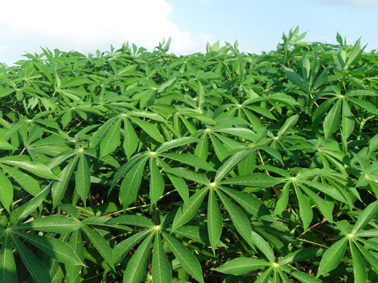 HIGH QUALITY FROZEN CASSAVA LEAVES FROM VIETNAM WITH COMPETITIVE PRICE