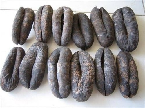 best price sea cucumber from vietnam