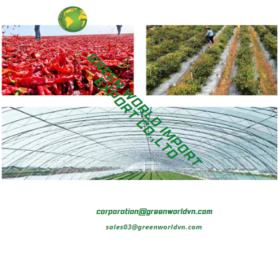 Wholesale Price Natural Frozen Red Kashmiri Chili Pepper Extra Hot Spice from Asia Available in Vietnam