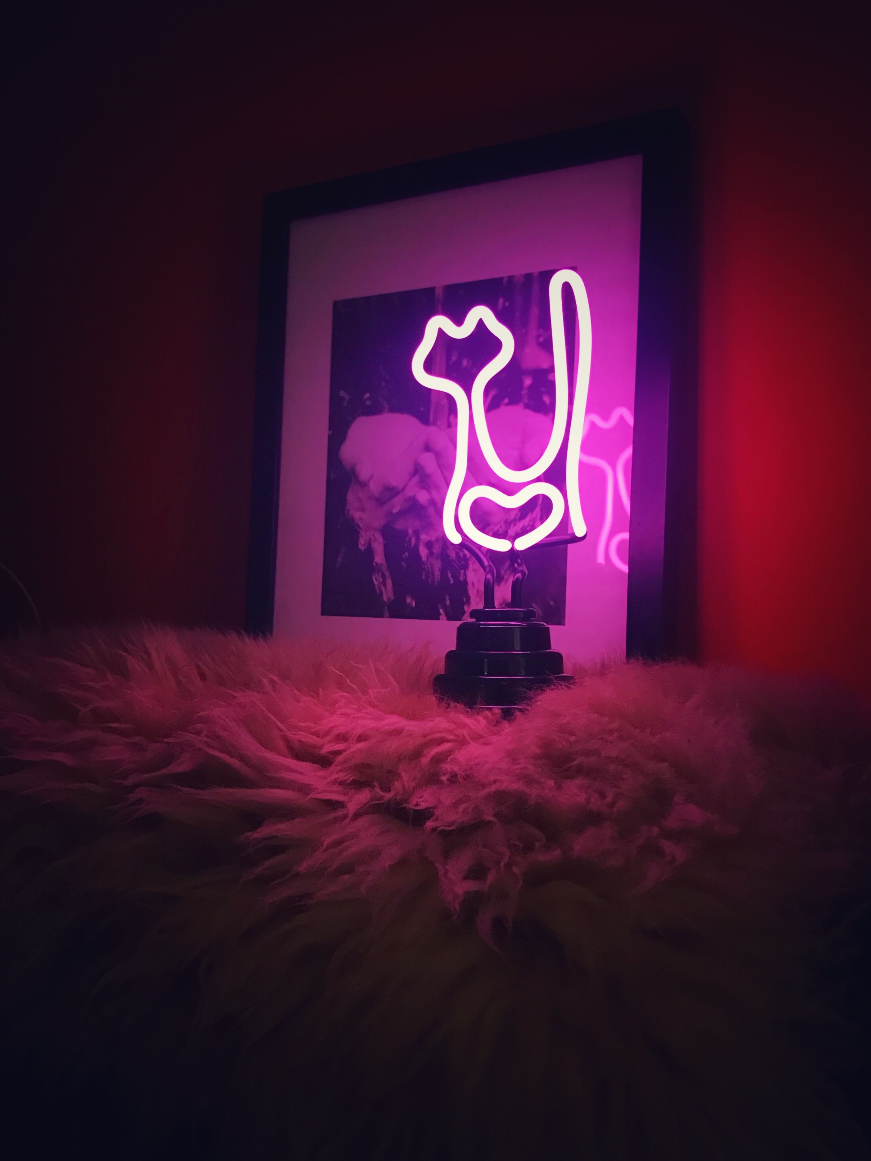 Cat Durable Custom Decoration Real Glass Neon Light Signs Wall Decor