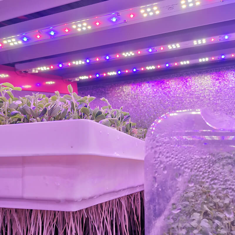 regular indoor climate control shipping container to grow strawberries, leafy greens and medical plants