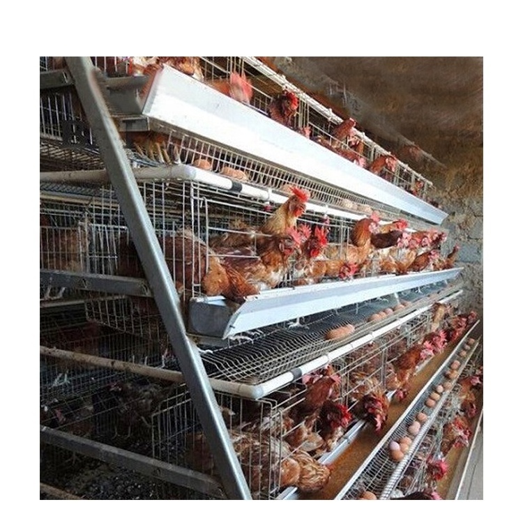 Poultry Breeding Equipments Automatic Broiler Chicken Steel Wire Cages Large Poultry System Cages Home Used Foldable Cages