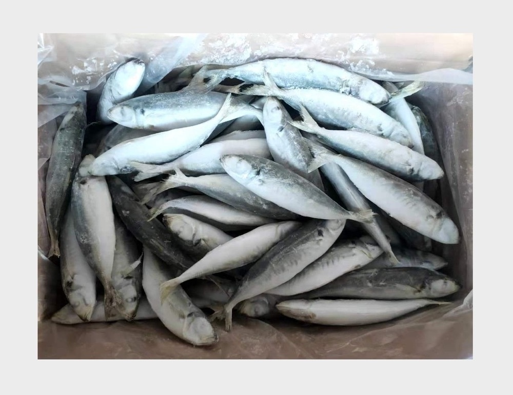 Frozen Fish Horse Mackerel 100-120 Scad Trawl Catching IQF Round Scad