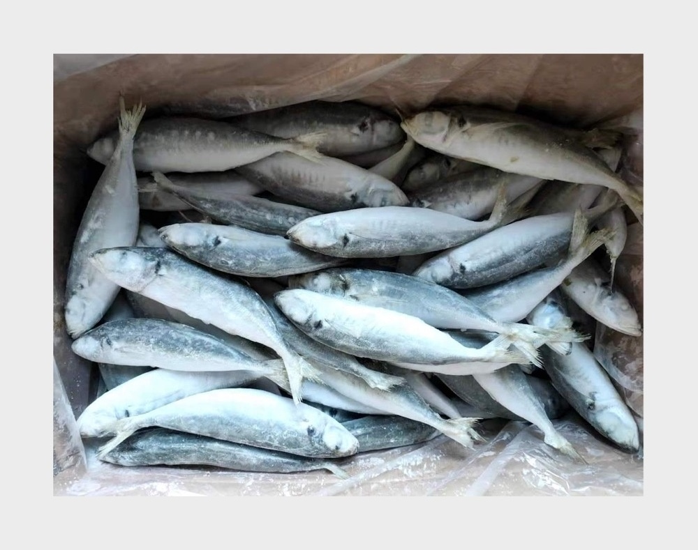 Frozen Fish Horse Mackerel 100-120 Scad Trawl Catching IQF Round Scad