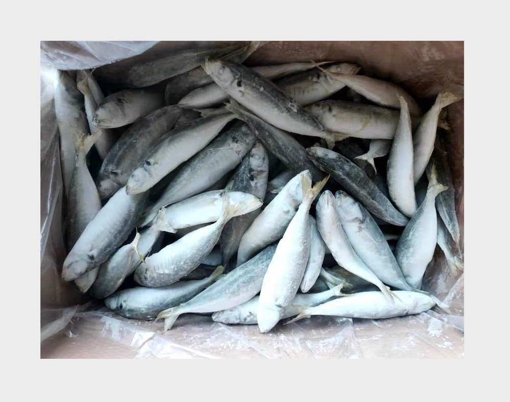 Frozen Fish Horse Mackerel 100-120 Scad Trawl Catching IQF Round Scad