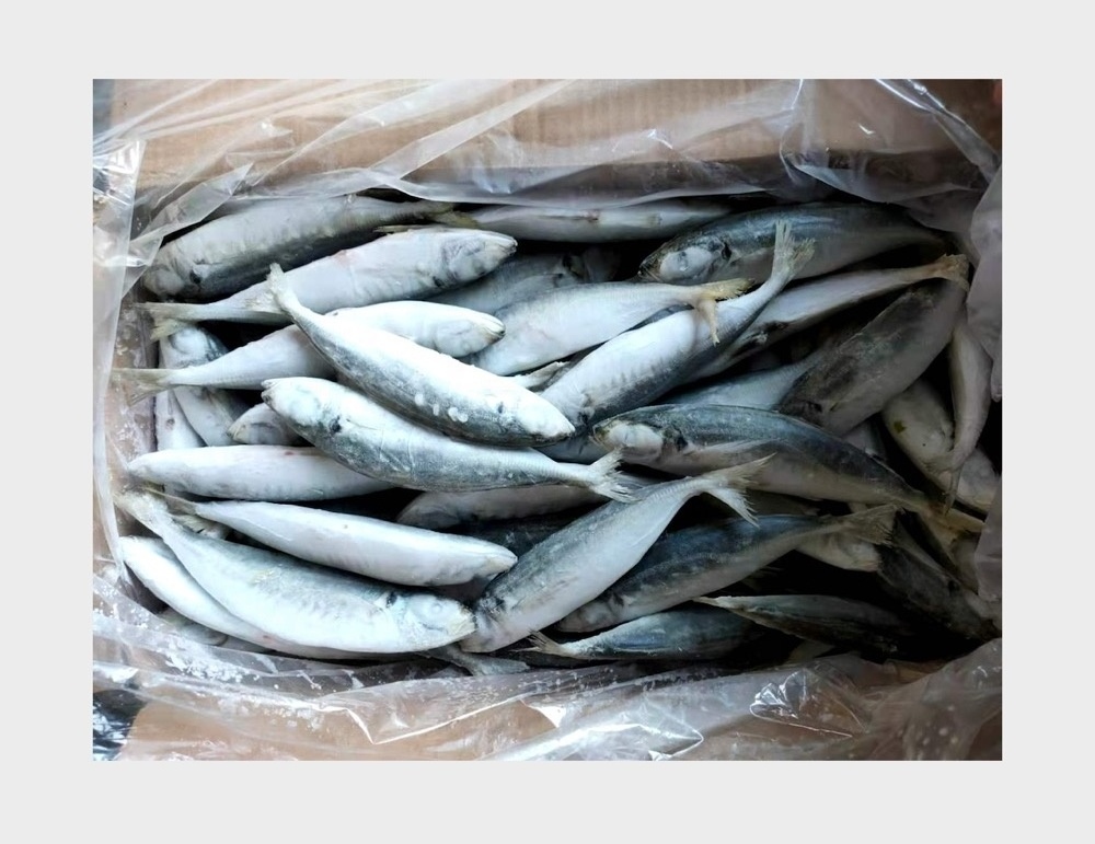 Frozen Fish Horse Mackerel 100-120 Scad Trawl Catching IQF Round Scad