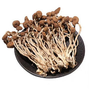 Hot Sales Nutritious Food Agrocybe Mushroom China Healthy Food Velvet Mushroom Tea Tree Mushroom For Wholesales