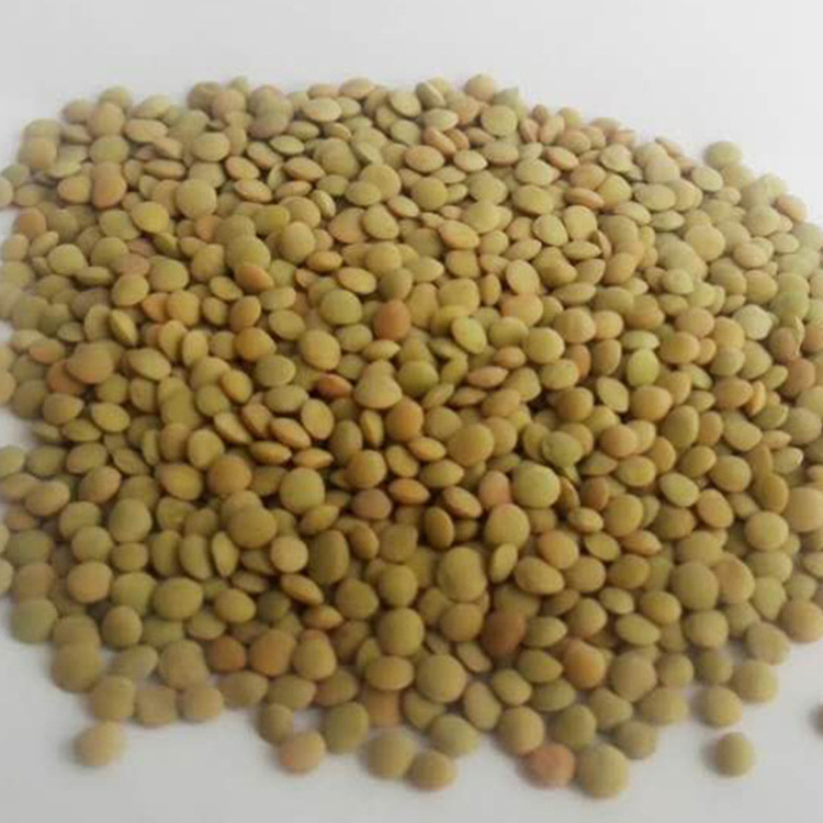 Lentils high quality green lentils bulk price