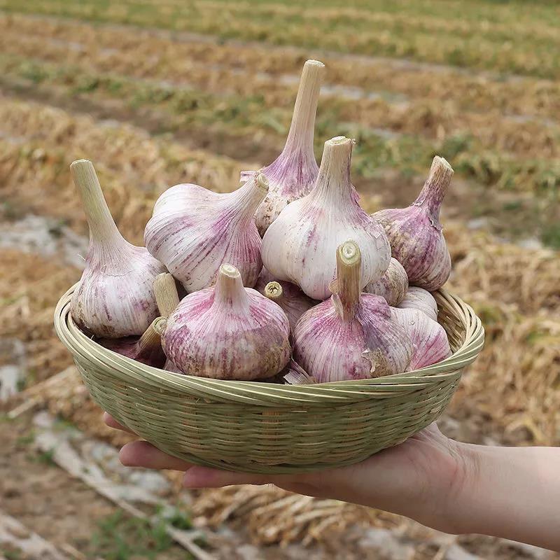 Fresh Solo Garlic From Shandong Origin fresh white garlic wholesale nice garlic export