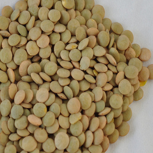 Lentils high quality green lentils bulk price