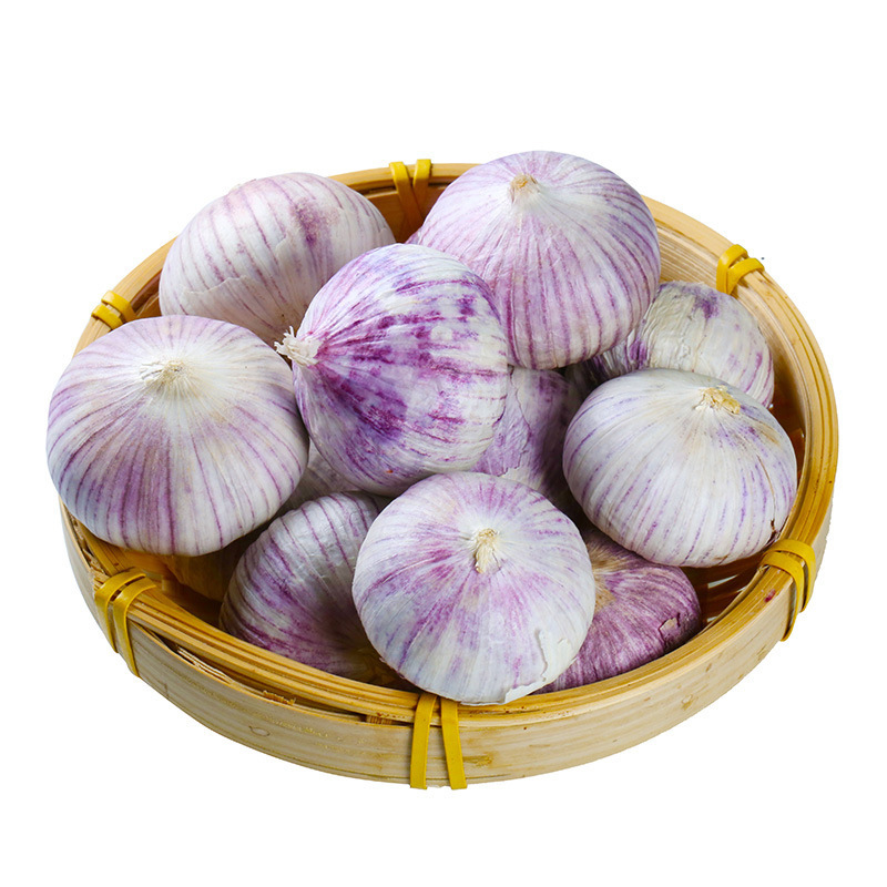 Fresh Solo Garlic From Shandong Origin fresh white garlic wholesale nice garlic export