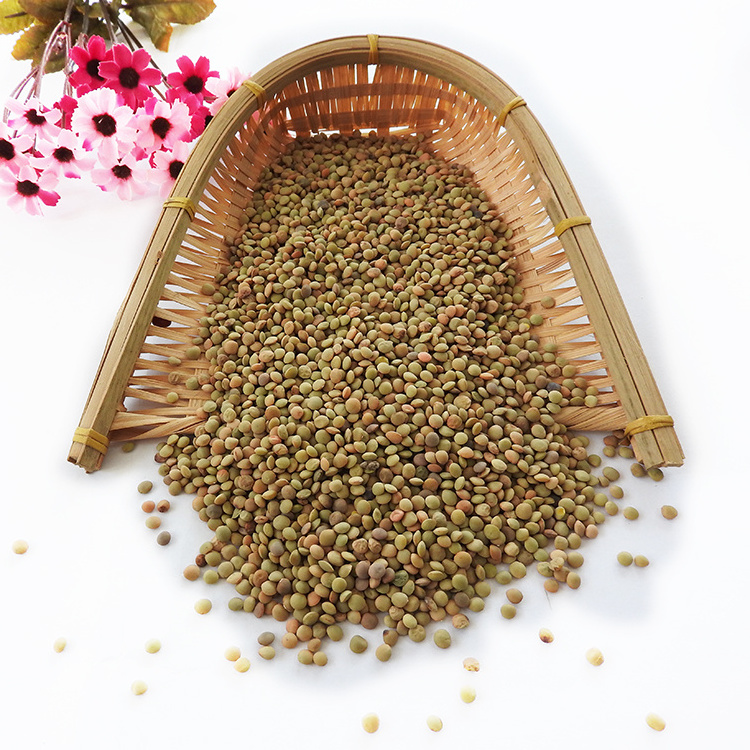 Lentils high quality green lentils bulk price