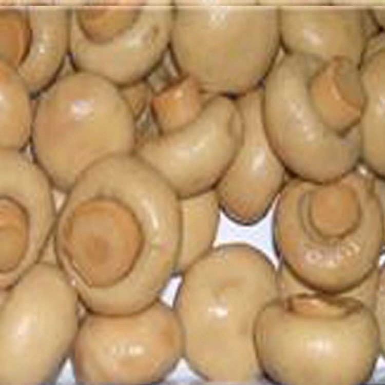 Wholesale mushroom canned White button mushroom canned