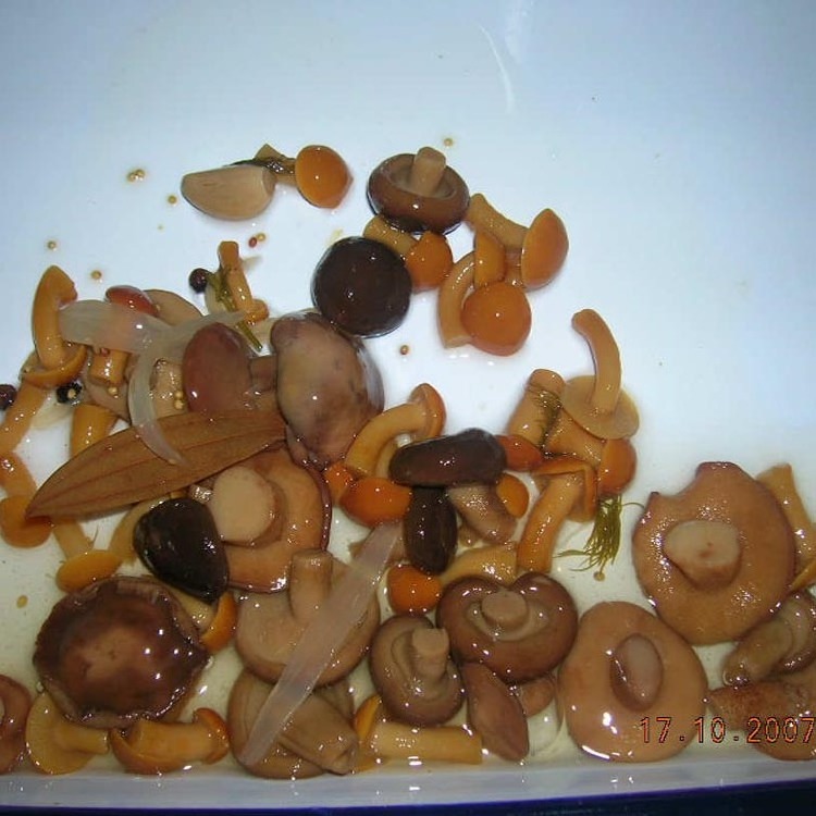 hot sale canned marianted mix mushrooms best price mix marinated canned mushroom