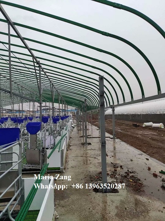 2022 Popular green plastic Hog Automatic feeder pig farming equipment pig feeder