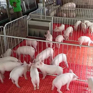 Finishing Crates Fatten Pen Pig Breeding Farms animal cages