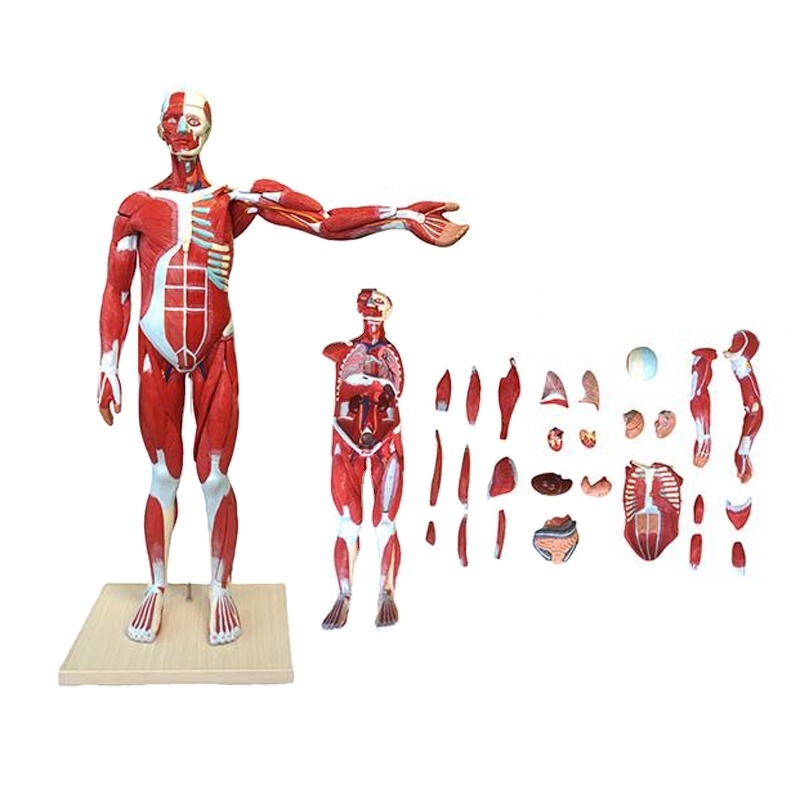 Human Whole Body Muscle Anatomy for Education