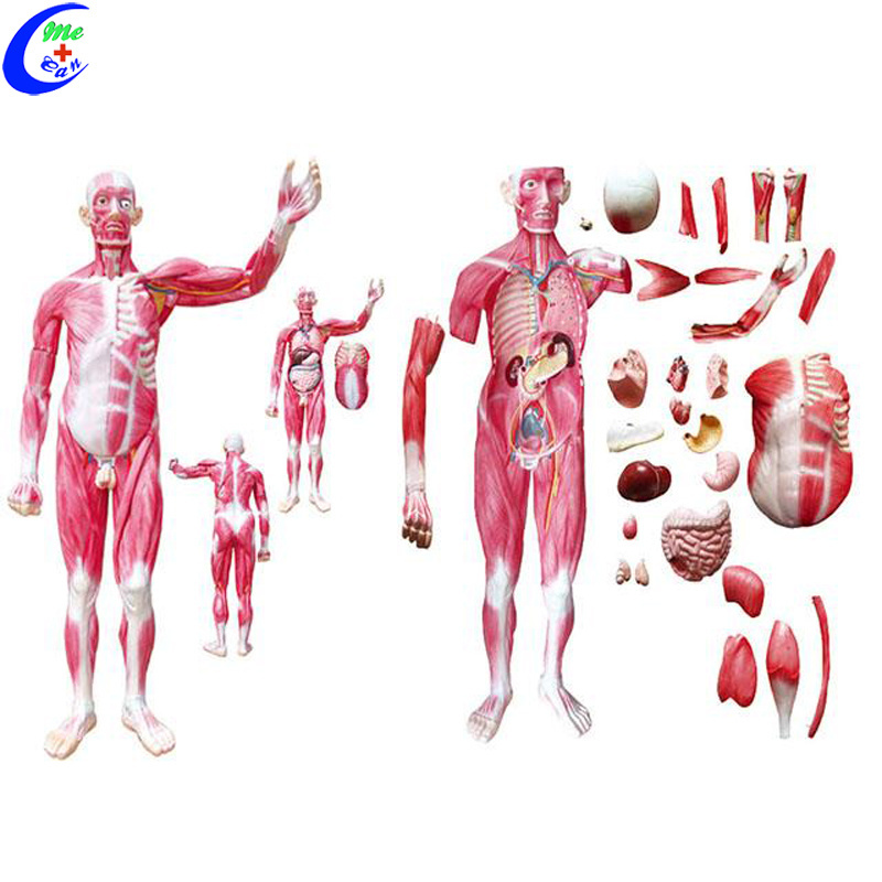 Human Whole Body Muscle Anatomy for Education