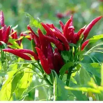 High Quality China Spices Fresh Hot Spicy Pepper Fresh Red Chili Pepper Natural 100% For Sale