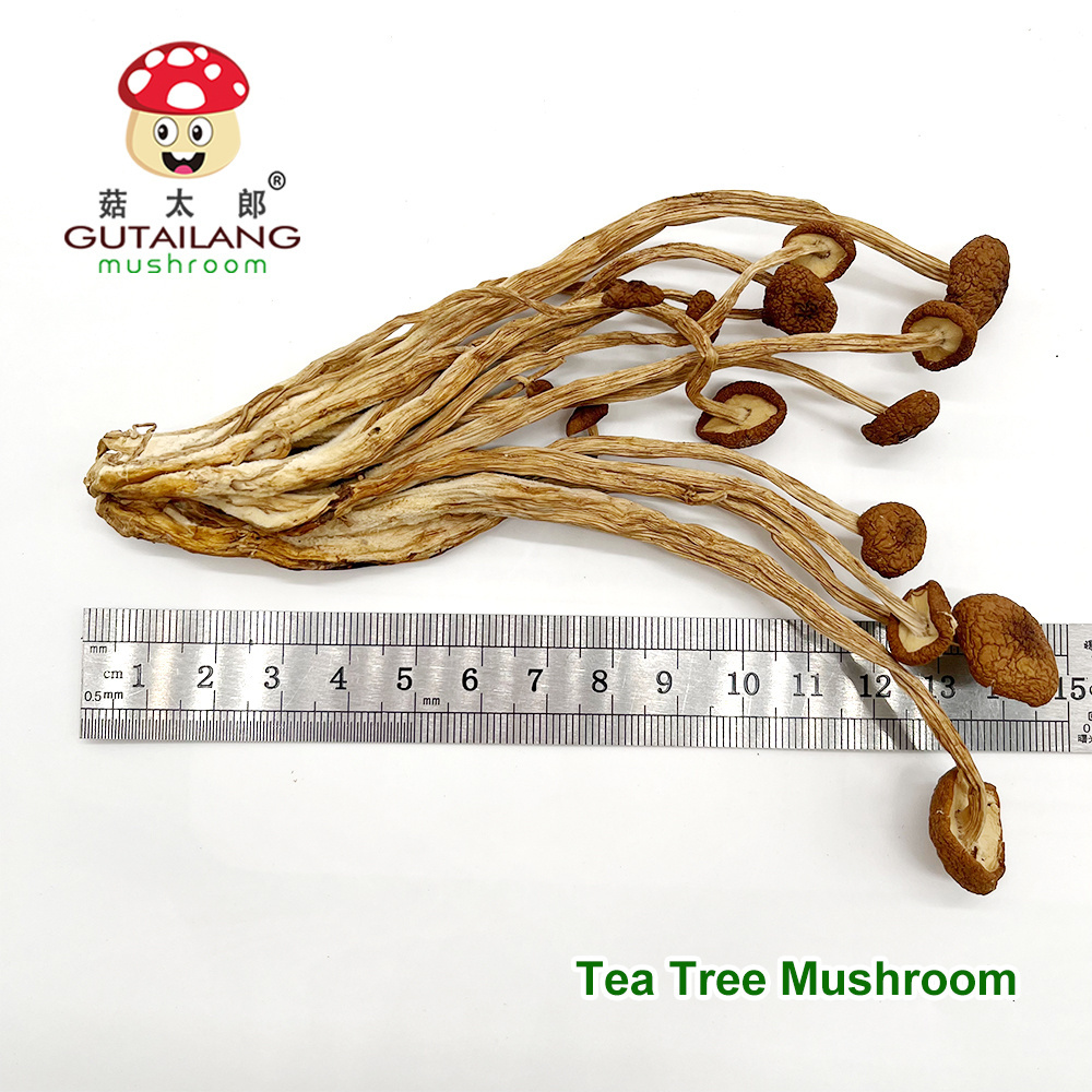 Factory Wholesale High Quality Dried Agrocybe aegerita Dried Tea Tree Mushroom Organic Food Dried Mushroom For Eating