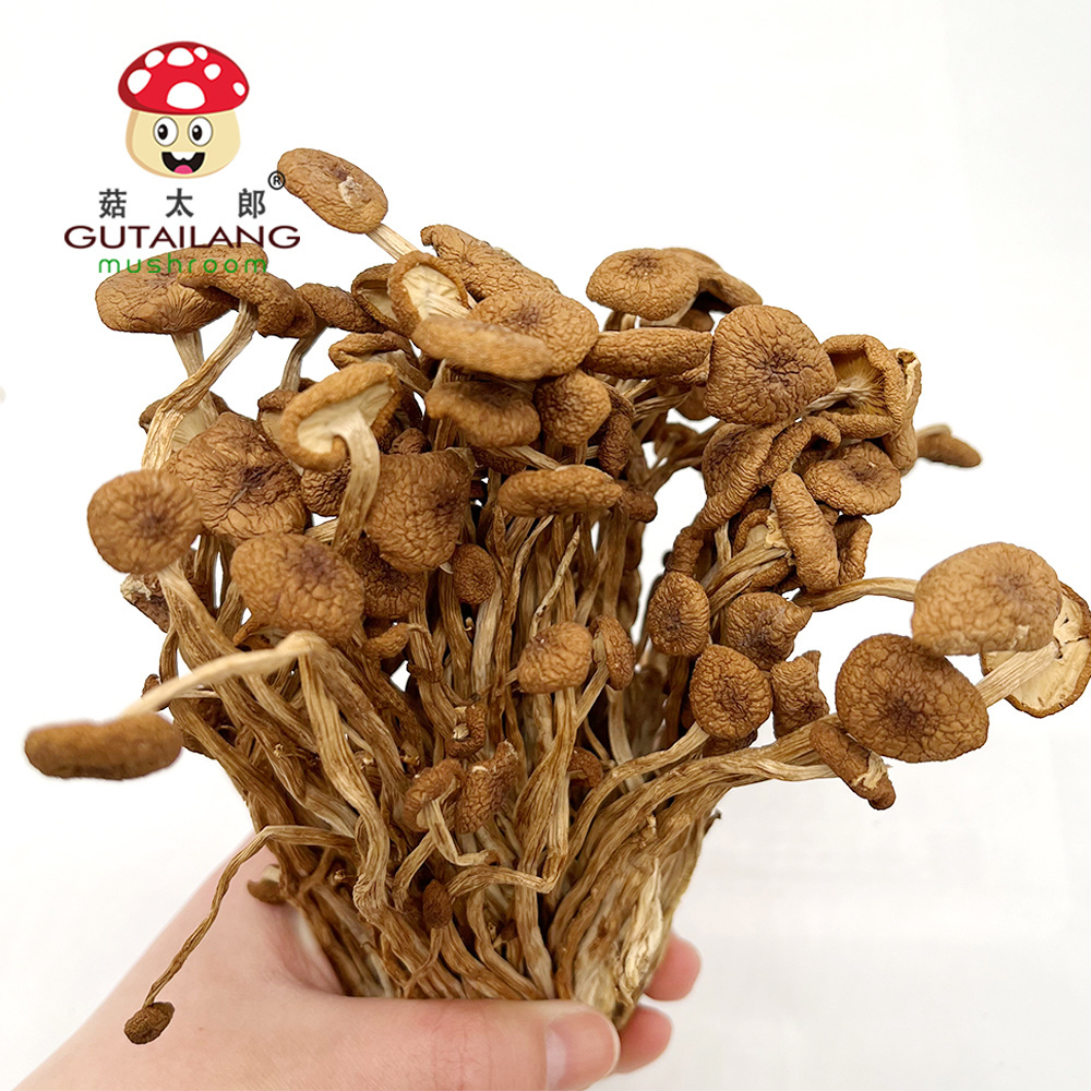 Factory Wholesale High Quality Dried Agrocybe aegerita Dried Tea Tree Mushroom Organic Food Dried Mushroom For Eating