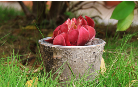 Rustic Birch Tree Bark Pot Round Birch Bark Flower Pot Container Natural Tree Bark Planter Natural Wood basket home garden used