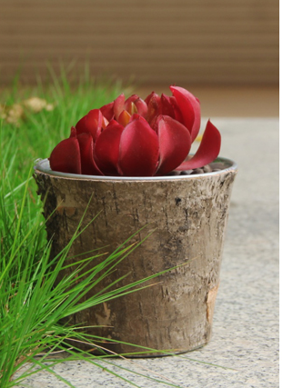 Natural Tree Bark Planter rustic,birch bark  planter Flower Pot Container basket home garden used