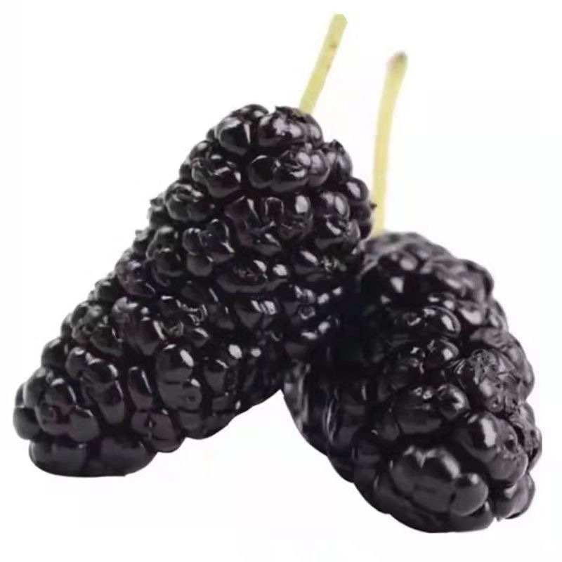 Wholesale Mulberry Fruit Tea No Additives High Quality Natual Dried Black Mulberry Fruits