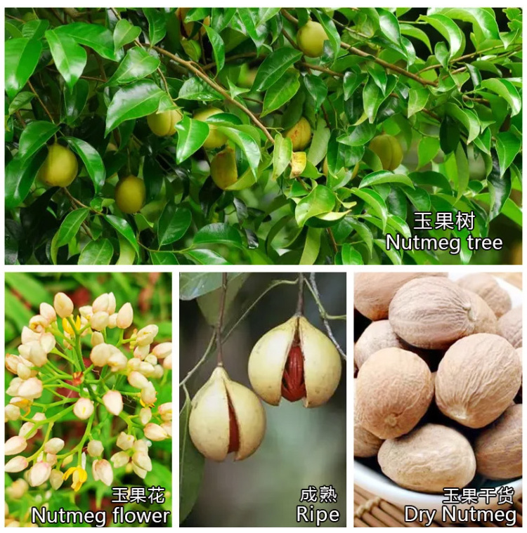 Qingchun Rich In Taste Nutrition China Spices And Herb Dehydrated Whole Nutmeg