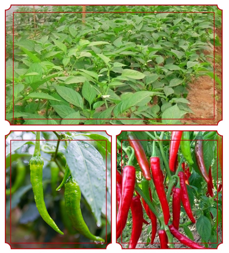 Qingchun High Quality Raw Paprika Powder New Crop Pure Single Spices and Herbs Wholesale Supply  Dried Chilli Powder