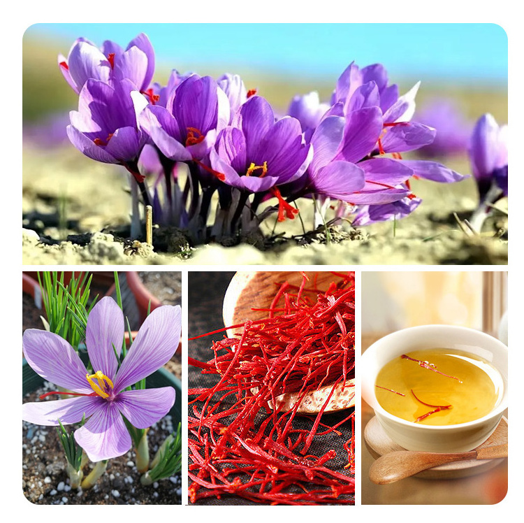 High Quality Bulk Pure Saffron Negin Raw Processed Dried Saffron in Piece Form Safflower Type