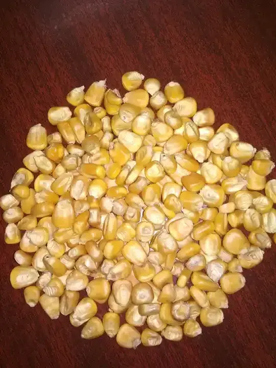 Production of Fresh Yellow Sweet Corn Yellow Maize Wholesale High Quality Sweet Corn Yellow Maize Corn Supplier