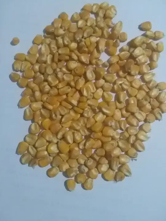 Production of Fresh Yellow Sweet Corn Yellow Maize Wholesale High Quality Sweet Corn Yellow Maize Corn Supplier