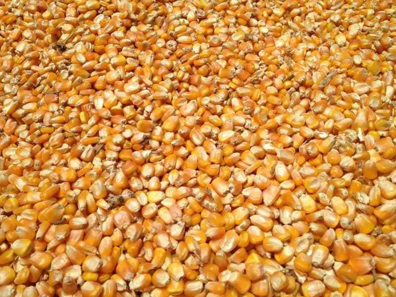 Premium Quality Yellow Corn Animal Feed Available At Best Price For Export