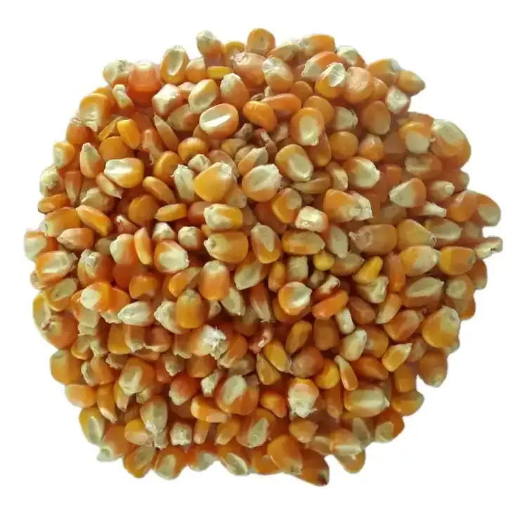 Production of Fresh Yellow Sweet Corn Yellow Maize Wholesale High Quality Sweet Corn Yellow Maize Corn Supplier