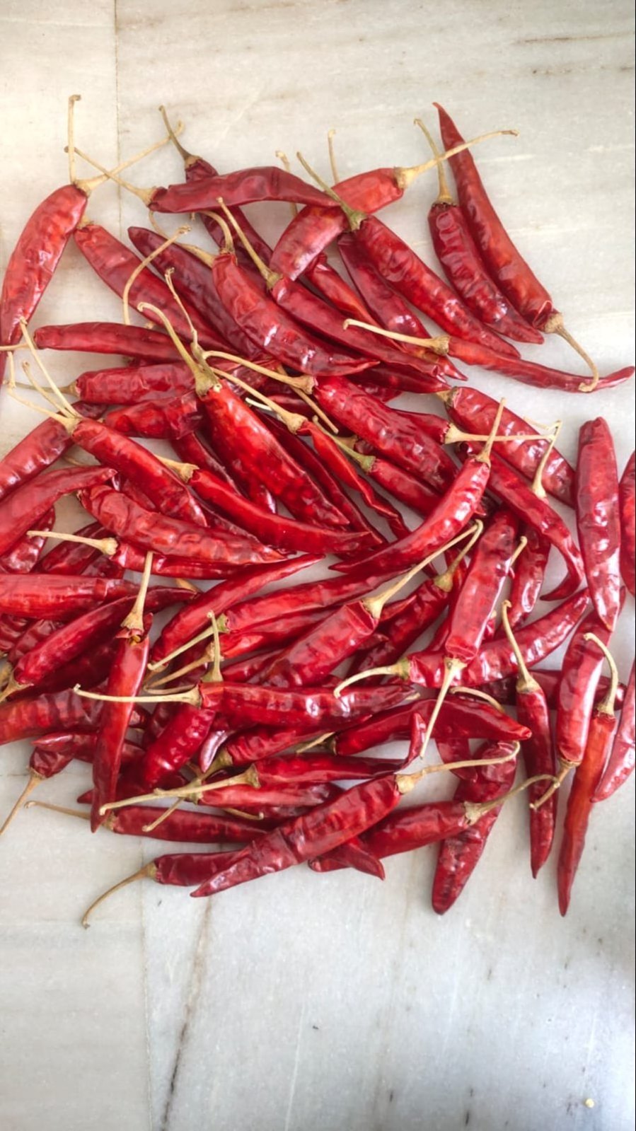 Factory Price Spice Supplier Wholesale Dried Red Chili From Indian Manufacture and Exporter by Gyra Food