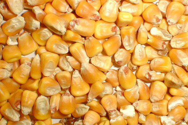 Premium Quality Yellow Corn Animal Feed Available At Best Price For Export