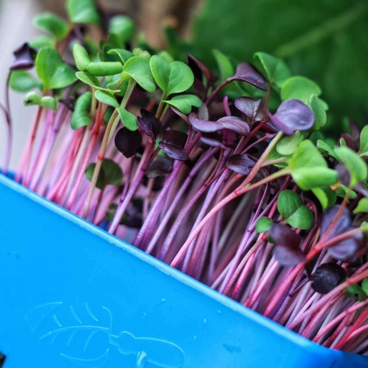 Microgreens and grasses harvester harvesting machines