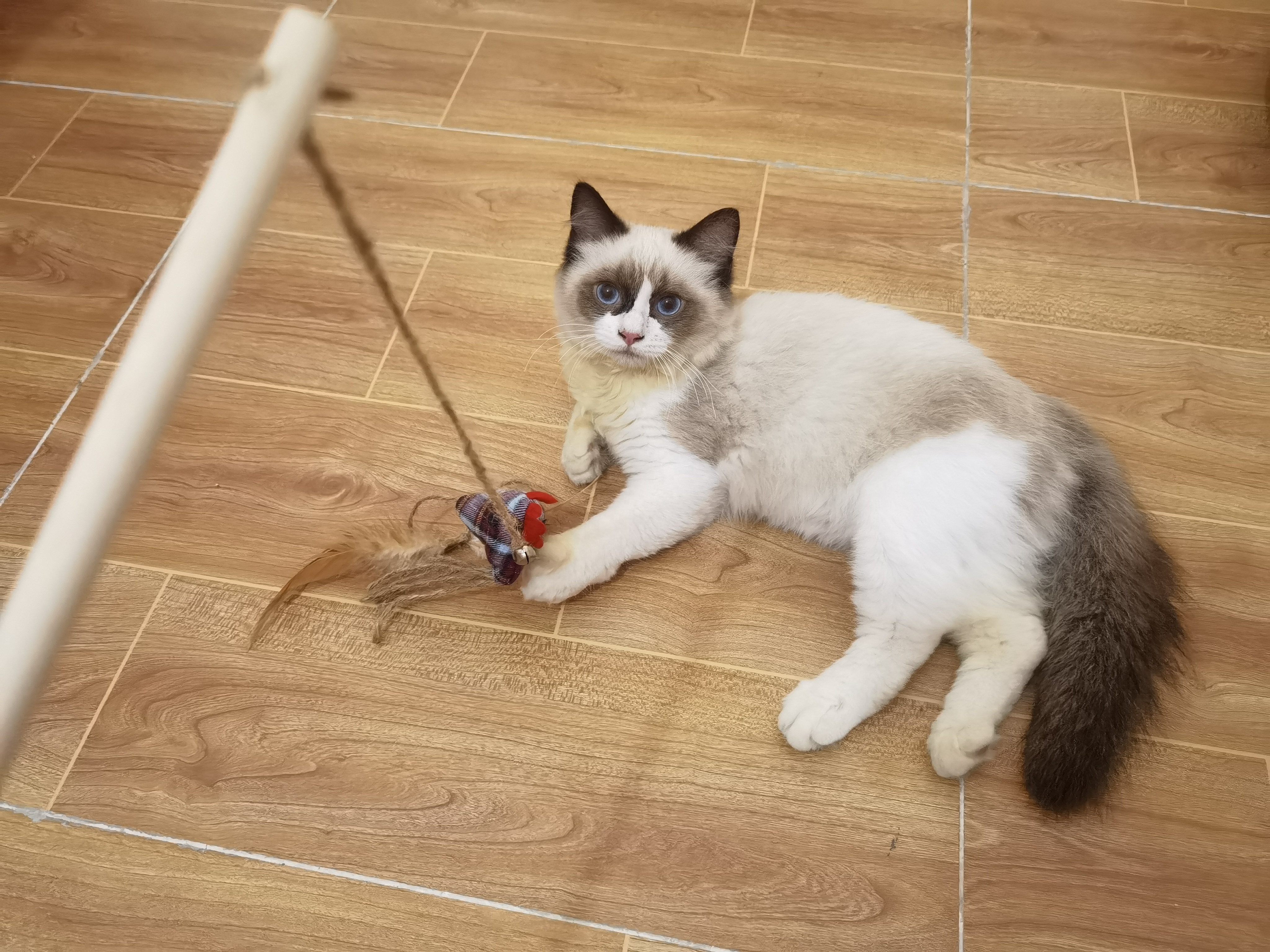 Interactive Toys for Cats Teasing Stick with Feather for Kitten Cats to Play Chasing Training Exercise