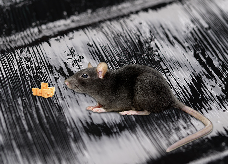 Large Super Sticky Rat Glue Traps Mouse Snake Sticky Trap Blanket Board for Home Outdoor Indoor Restaurant