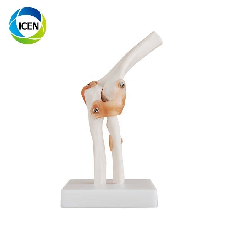 IN-104 Foot Anatomy Model Regional Anatomy of The Foot with Neurovascular Ligaments Anatomical Ankle Joint Vascular Ligament