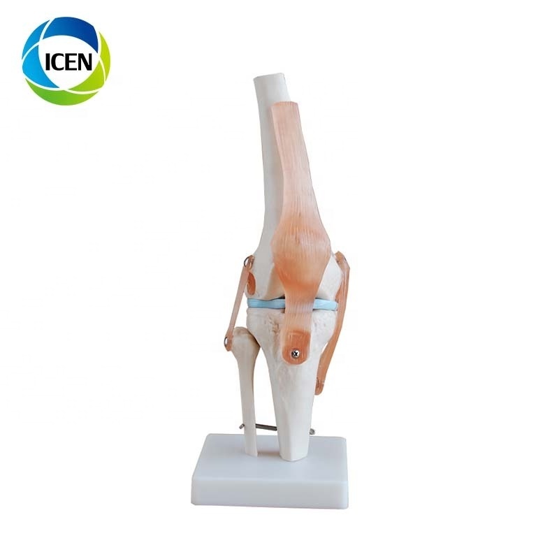 IN-104 Foot Anatomy Model Regional Anatomy of The Foot with Neurovascular Ligaments Anatomical Ankle Joint Vascular Ligament