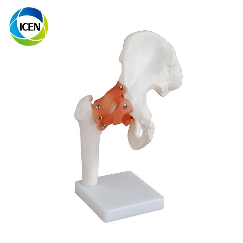 IN-104 Foot Anatomy Model Regional Anatomy of The Foot with Neurovascular Ligaments Anatomical Ankle Joint Vascular Ligament