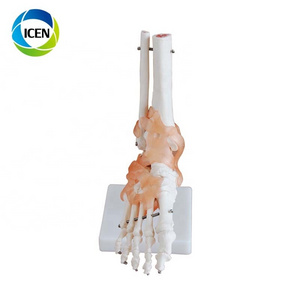 IN-104 human simulation skeleton model shoulder joint model with ligament