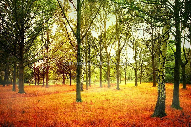 FJM56 beauty forest landscape pvc wallpaper wall murals