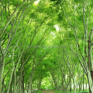 FJM56 beauty forest landscape pvc wallpaper wall murals