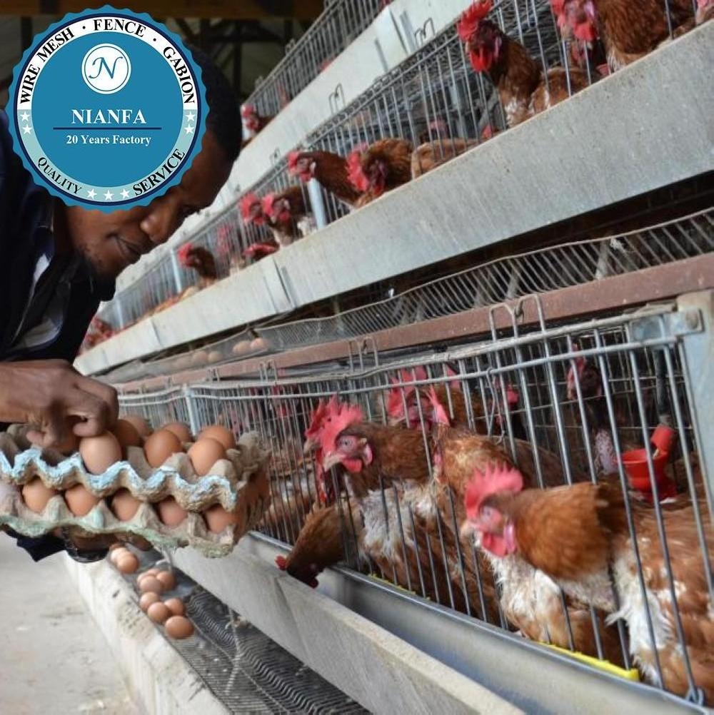 Australia Battery Cages Laying Hens/used poultry laying hen cages for sale(Guangzhou Factory)