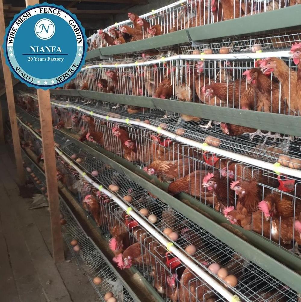 Australia Battery Cages Laying Hens/used poultry laying hen cages for sale(Guangzhou Factory)