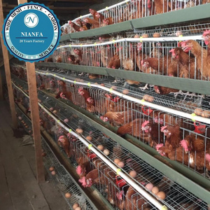 Australia Battery Cages Laying Hens/used poultry laying hen cages for sale(Guangzhou Factory)