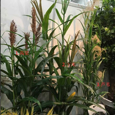 Hot selling artificial crops / Natural look decorative artificial corn plants / plastic artificial wheat grass for sale